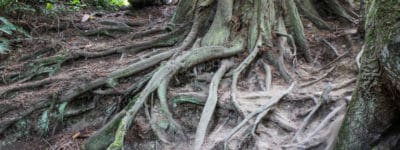 huge tree roots deception pass washington