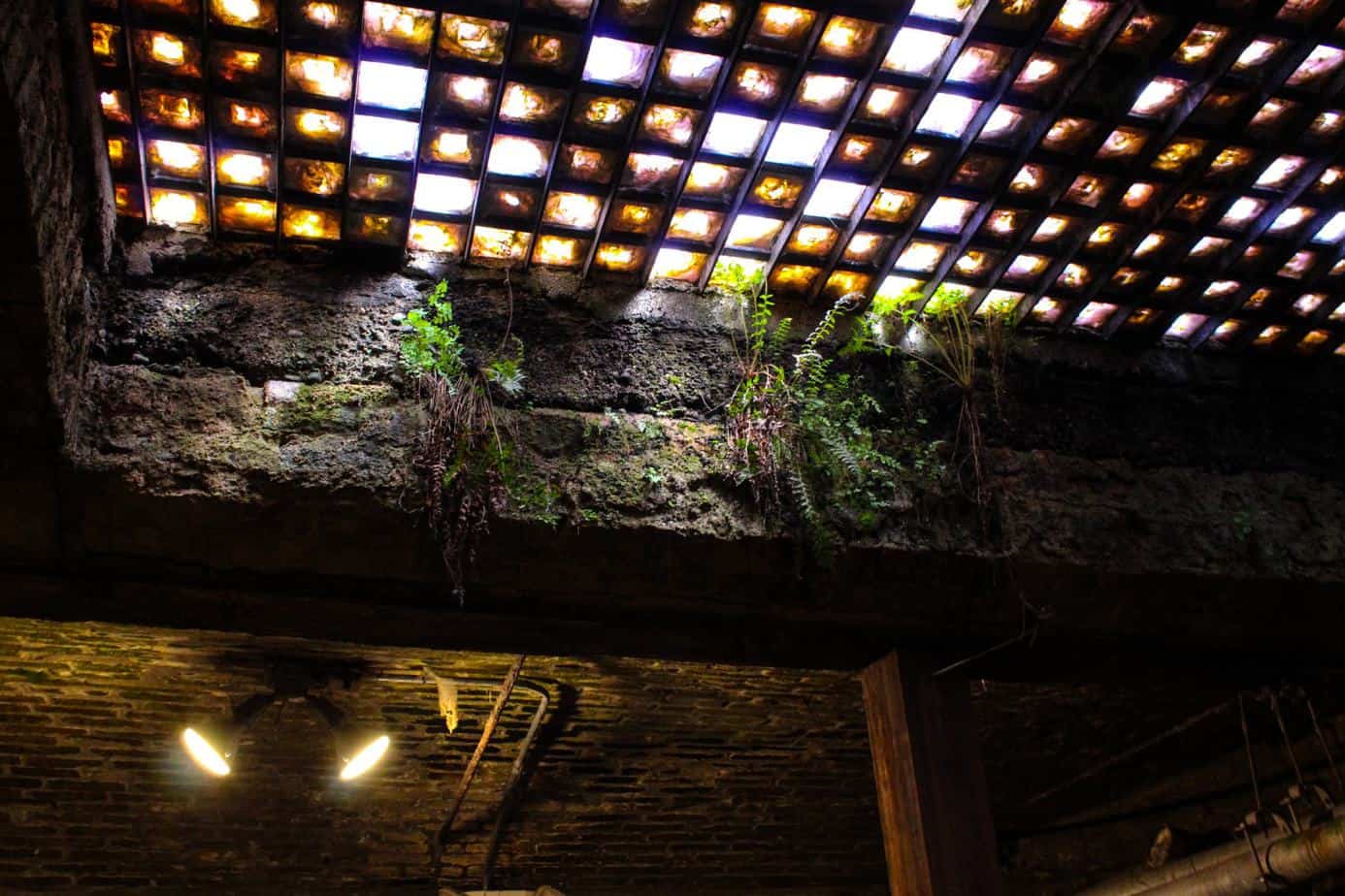 Sunlight shining through skylight from the tunnel with small plants growing near the top