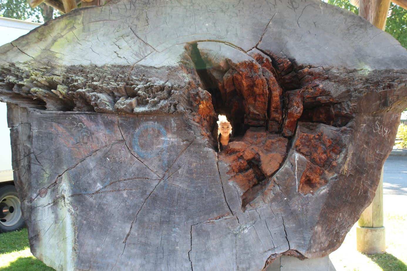 Girl looking through small hole in huge old log displayed in Snohomish