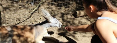 Girl offering food to kangaroo sitting on ground