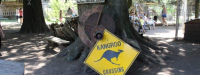 Yellow Kangaroo crossing sign leaning against large tree