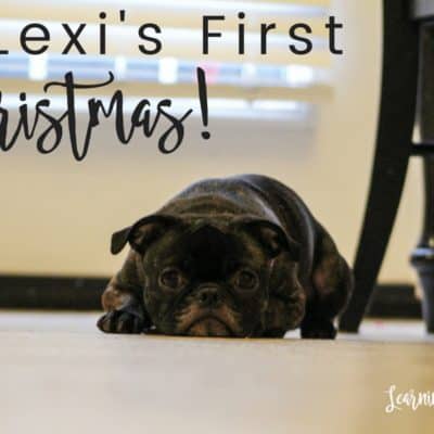 Our puppy's first Christmas