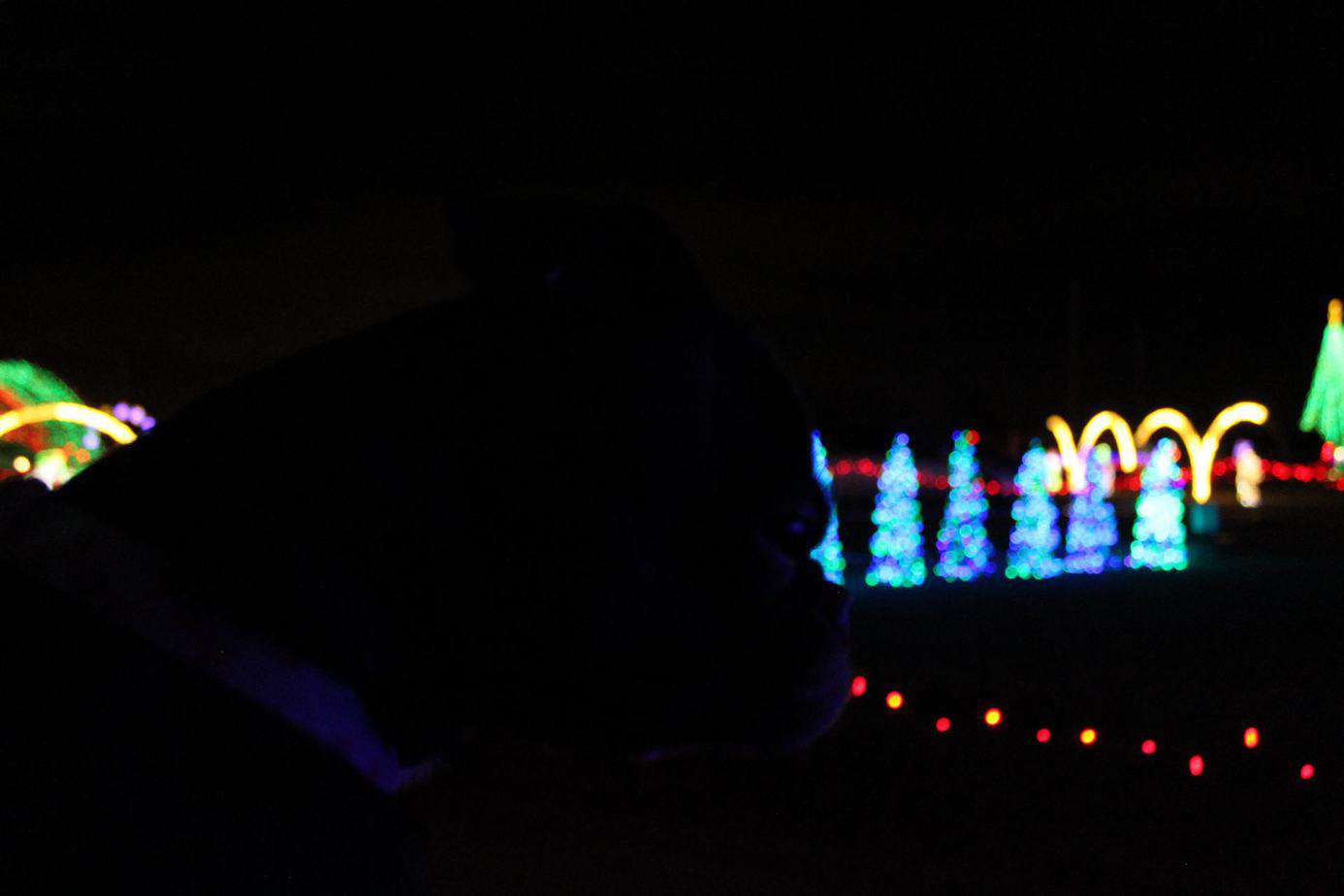 Silhouette of dog looking out window at Christmas tree colored lights