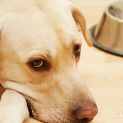 Don't let your pet go hungry. Resources for struggling pet owners in Utah and nationally. Be the best owner you can be for your dog, cat or other pets.