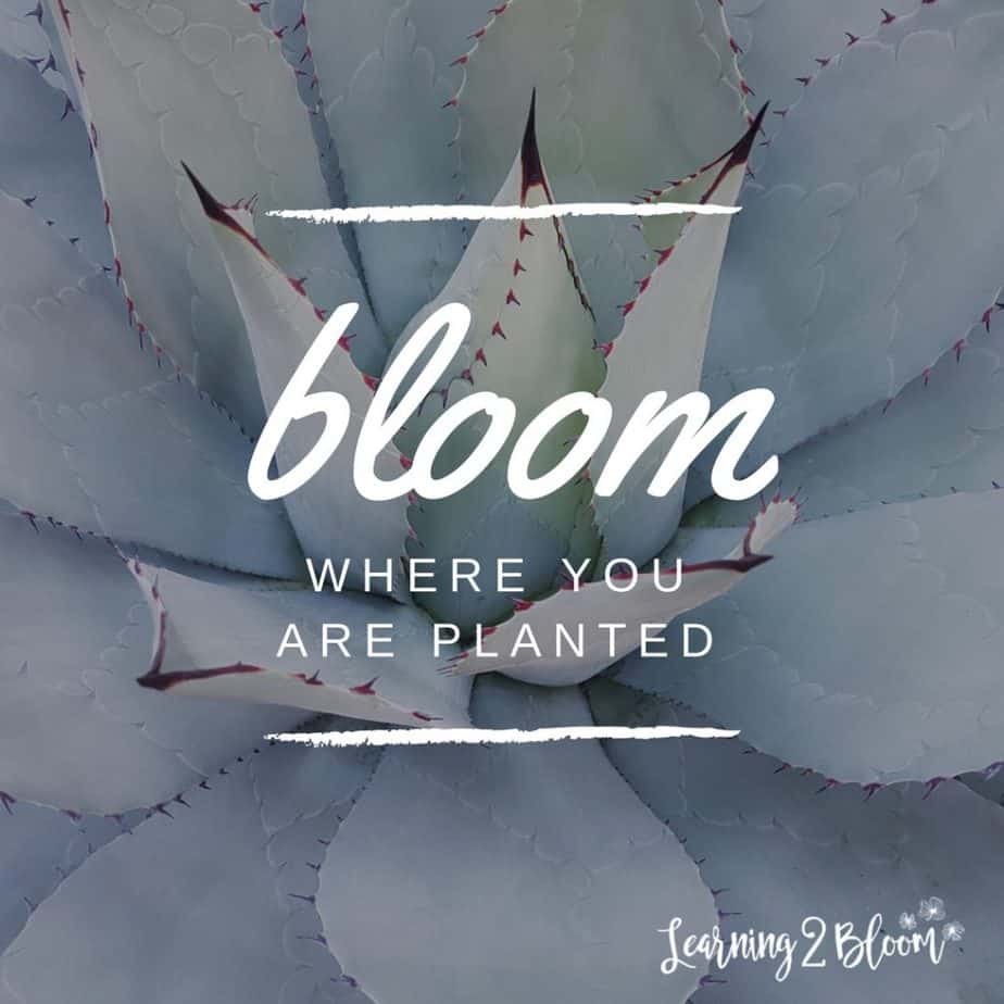 close up of succulent with quote "Bloom where you are planted"
